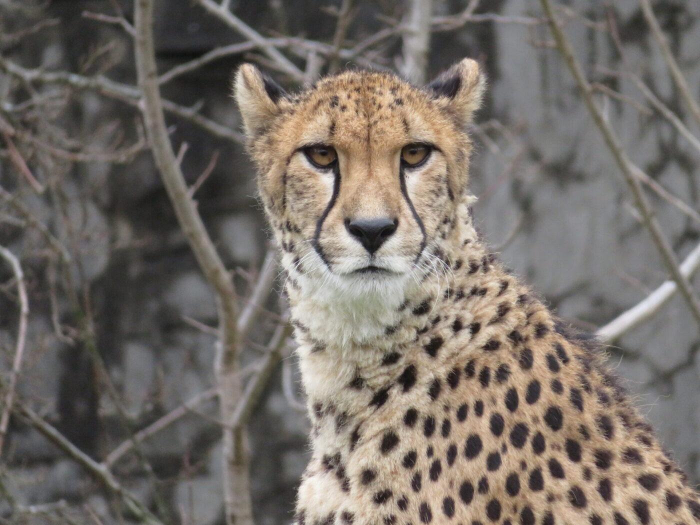 【九十九島動物園森きらら秋の特別展】チーター展