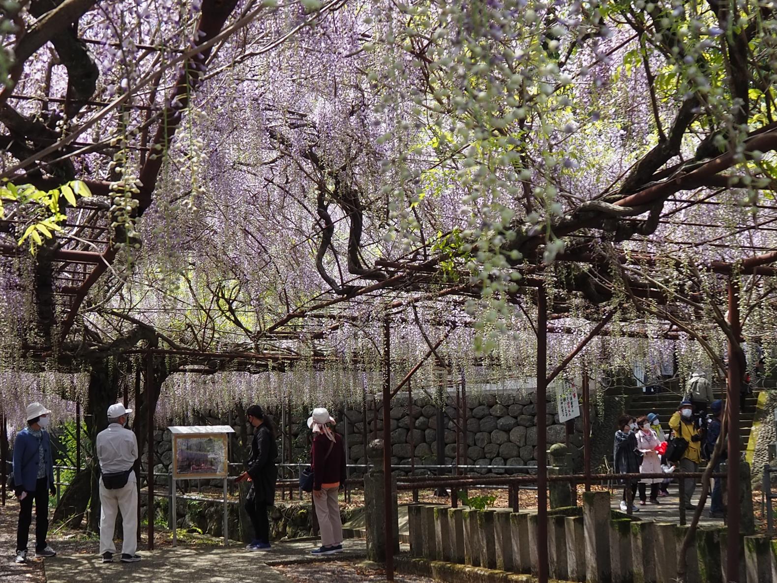 藤山神社-1