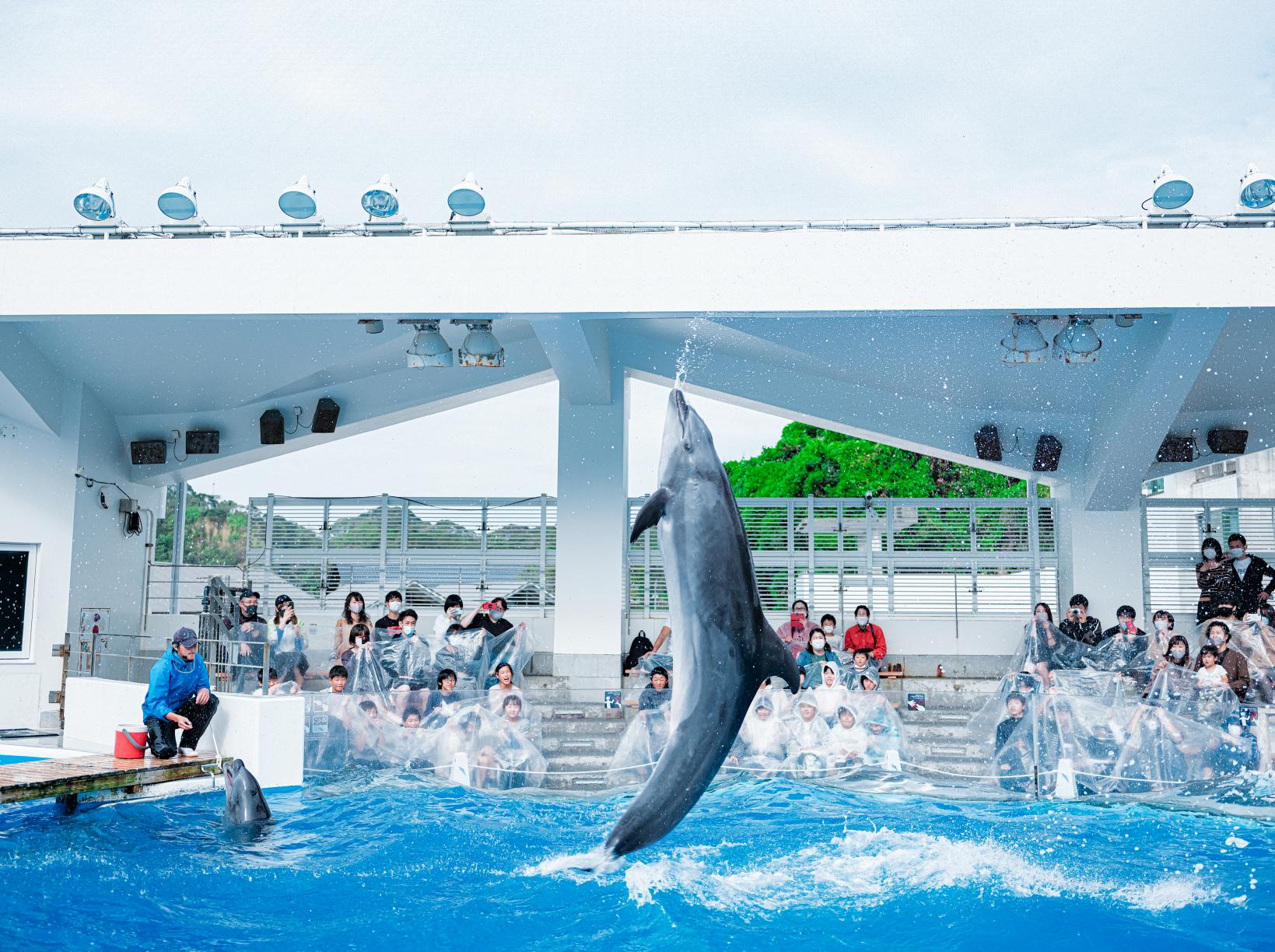 1．九十九島水族館海きららで海の世界を冒険！-1