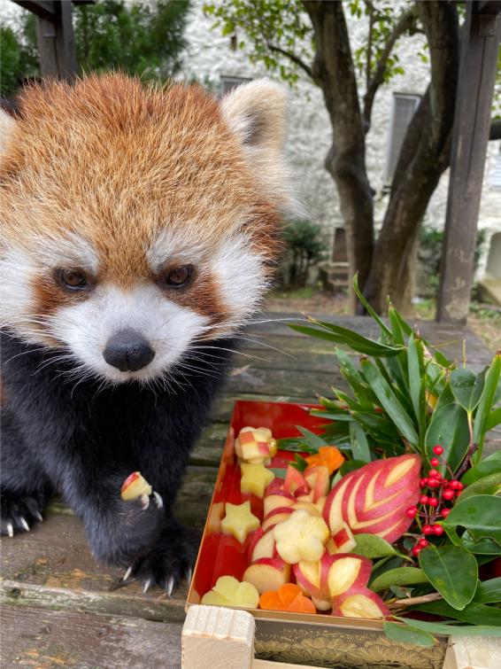 【九十九島動植物園森きらら】森きららのお正月-1