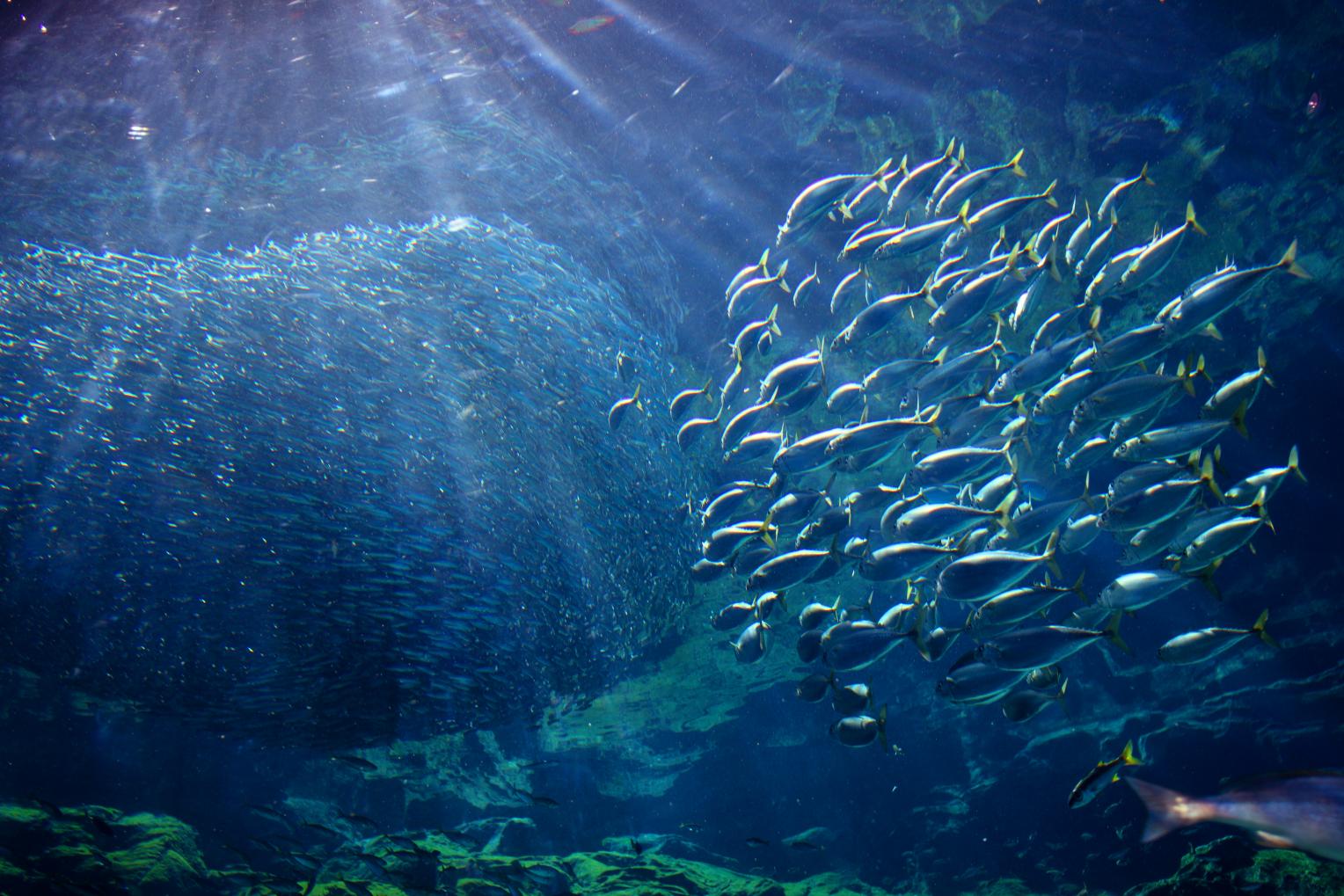 【九十九島水族館海きらら】海きららのお正月-9