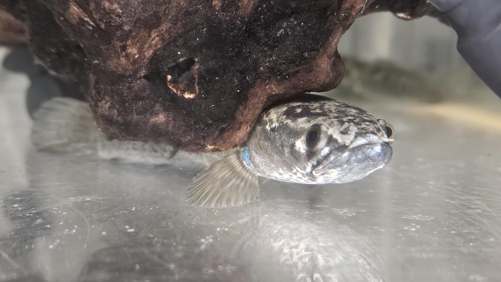 【九十九島水族館海きらら】海きららのお正月-2