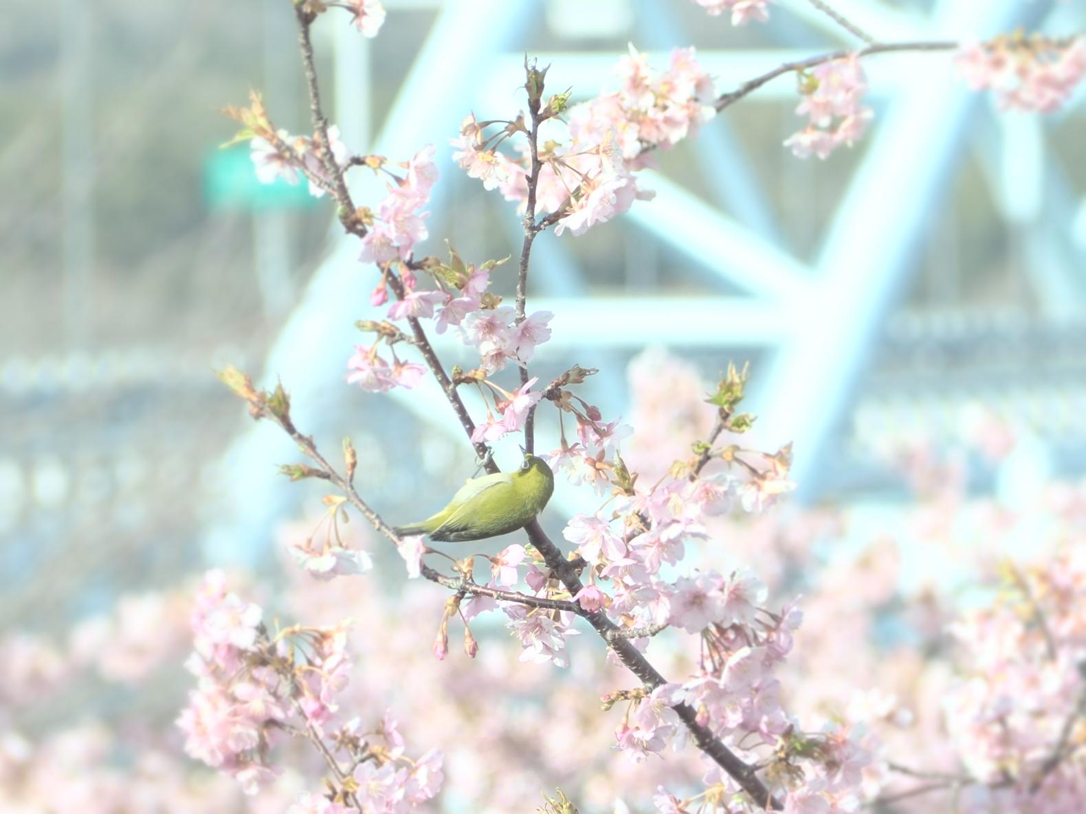 春のお花見情報